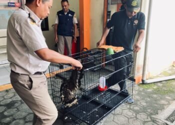 Upaya Penyelundupan Elang Bido di Pelabuhan Sampit Berhasil Digagalkan