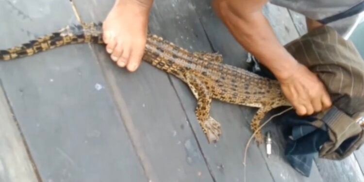 Niat Mancing Ikan, Warga Sampit Ini Malah Narik Anak Buaya