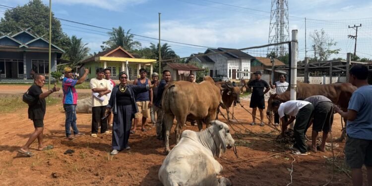 Koperasi Harapan Abadi dan Mitra Salurkan Sapi Kurban Raksasa